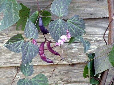 Hyacinth Bean Vines: Tips On Growing Hyacinth Beans In Pots -  With purple flowers and striking fuchsia pods, hyacinth bean vines brighten up any garden. But what if you don’t have a garden? Is it possible to grow these beauties in a pot? Click this article to learn more about how to plant hyacinth beans in containers. Hyacinth Bean Vine, Vertical Vegetable Gardens, Vine Trellis, Garden Vines, Fruit Plants, Garden Trellis, Seed Pods, Vertical Garden, Fruit Trees