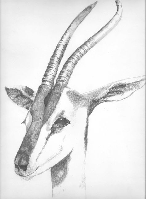 Pencil drawing of a Gazelle I photographed At the San Diego Zoo. Gazelle Sketch, Gazelle Drawing, Gazelle Tattoo, Gazelle Animal, Pencil Sketches Of Animals, Sa Art, Arabic Horse, Realistic Animal Drawings, Africa Painting