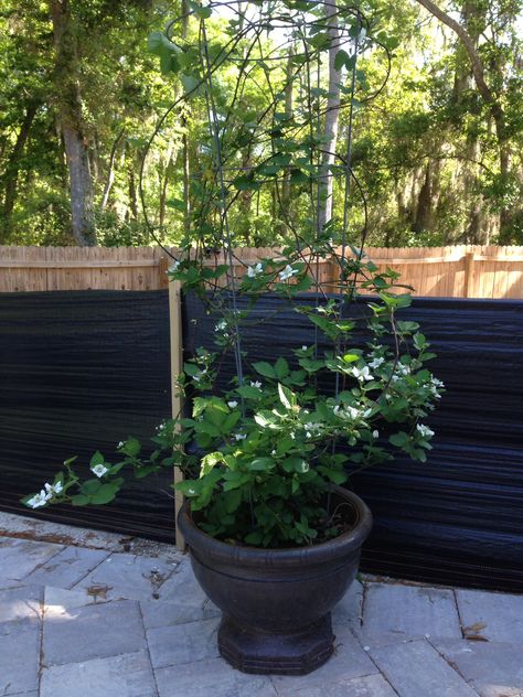 Blackberry bush in a pot. Used a tomato cage for it to climb. Lots of blooms this year! Blackberries In Pots, Container Blackberries, Black Currant Bush, Blackberry Bush Aesthetic, Pot Trellis, Blackberry Bush, Thornless Blackberries, Blackberry Plants, Small Porches