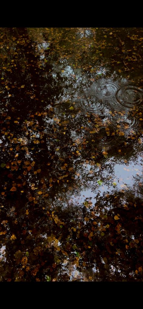 Autumnal picture of the leaves falling in the rain. Rain Autumn Aesthetic, Fall Rain, Autumn Rain, Rain Rain, Autumn Aesthetic, In The Rain, Book Aesthetic, Fall Season, The Rain