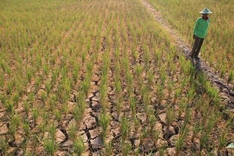 JAKARTA-Direktur Pasca Sarjana Universitas YARSI sekaligus Prof Tjandra Yoga Aditama meminta semua pihak waspada dampak buruk El Nino yang berpotensi menyebabkan malnutrisi pada masyarakat, imbas dari ketahanan pangan yang terganggu. “BMKG memprakirakan puncak fenomena El Nino di negara kita akan terjadi pada Agustus hingga September 2023. Jadi akan bermula dalam beberapa hari lagi,” kata Prof Tjandra di Jakarta, Minggu. Menurut Badan Kesehatan Dunia (WHO), lanjutnya, ada 10 dampak El Nino yang… Wallpaper Disney, Banda Aceh, Quick Saves