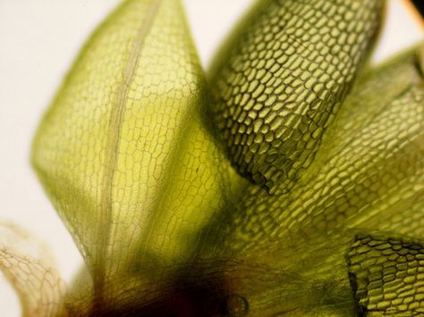 Moss-leaves by Penet Moss Under Microscope, Root Cellar, Organic Textures, Things Under A Microscope, Art Animals, Visual Texture, Photosynthesis, Tree Leaves, Natural Forms