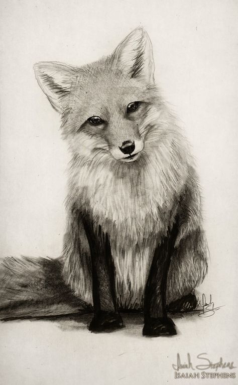 Fox Drawing, Animal Art Prints, Fox Tattoo, Fox Illustration, Fox Art, Woodland Creatures, Front View, Say What, Kale