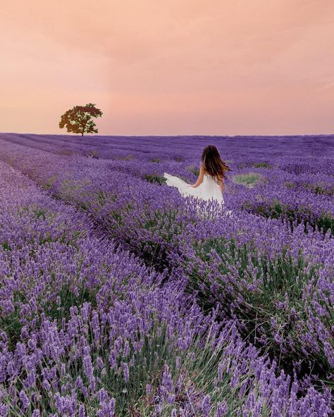 Lavender Field Photoshoot, Fields Photoshoot, Tasmania Road Trip, Healing Era, Field Photoshoot, Instagram Photoshoot, Pink Sparkles, Lavender Field, Pics Ideas