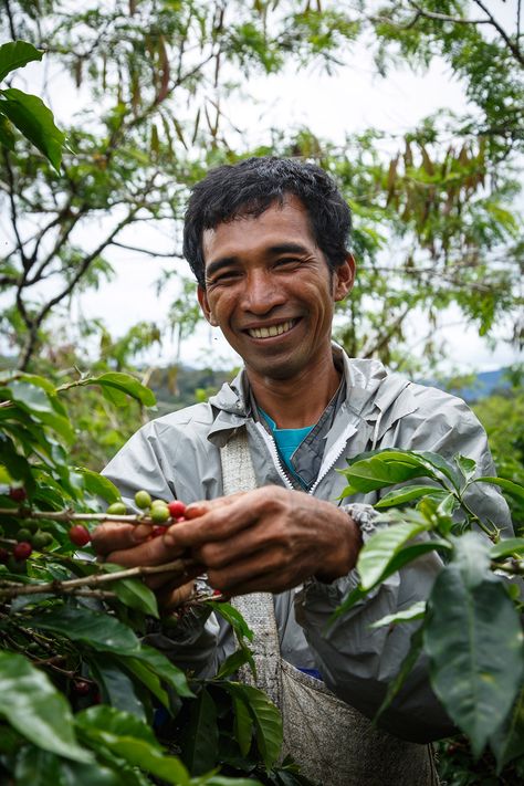 Although I am working as temporary worker now, I will save money little by little so that in the near future, I can have my own coffee garden. I will sell my land if I have to. There is so much hope in coffee. Coffee farmers here have a better life. I really hope to be like them someday.” - Misno (Coffee-Worker, Koperasi Koptan Gayo Megah Berseri Co-Op, Indonesia) Coffee Farm Photography, Coffee Farmers, Psalm 72, Coffee Plants, My Land, Tea Farm, Bookstore Cafe, Coffee Roastery, Vietnamese Coffee