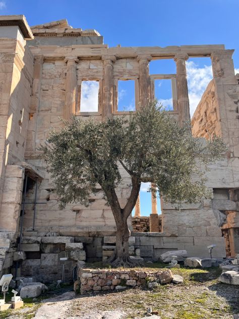 the first olive tree to exist, brought forth by athena in order to become patron goddess of athens Athena Olive Tree, Athena Vibes, Athena Moodboard, Daughter Of Athena Aesthetic, Athena Altar, Athena Core, Greek Countryside, Athens Tattoo, Athens Aesthetic