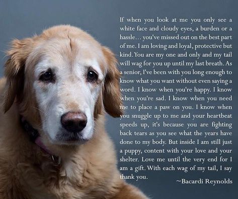 Old Dog's Request Dog Poetry, Chien Golden Retriever, Dog Poems, Old Dog, Pet Remembrance, Game Mode, Airedale Terrier, Old Dogs, Senior Dog