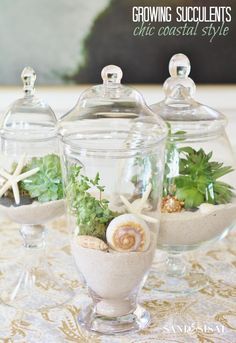 Growing Succulents in Apothercary Jars - Chic Coastal Style. Perfect for brown thumbs! Deco Marine, Growing Succulents, Decoration Plante, Terrarium Diy, Beach Cottage Style, Succulent Terrarium, Cactus Y Suculentas, Deco Floral, Cool Ideas