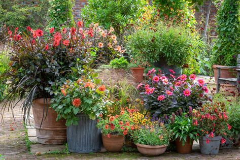 Top tips from Sarah Raven on getting the most from your containers and pots - National Garden Scheme Large Garden Pots, Summer Planter, Sarah Raven, Gardens Of The World, Small Terrace, Garden Plant Pots, Garden Courtyard, Large Garden, Garden Containers