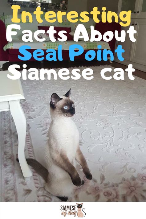 Siamese Cat Tattoo, Siamese Cat Tattoos, Siamese Cats Facts, Snickerdoodle Bread, Cats Siamese, Seal Point Siamese, Cat Area, Tonkinese Cat, Cat Ownership