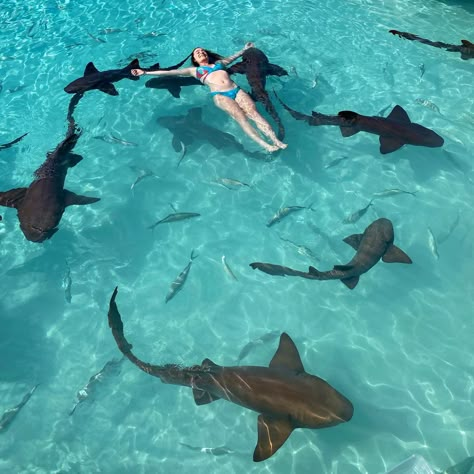 Marine Life Photography, Silly Shark, Visual Manifestation, Swimming With Sharks, Respect The Locals, Blue Soul, Nurse Shark, Group Trip, Shark Diving