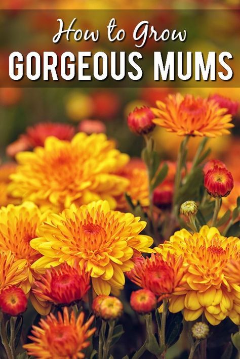 7 Tips to Grow Gorgeous Mums Fall Garden Planting, Fall Flowers Garden, Dianthus Flowers, Cheap Plants, Fall Mums, Grow Gorgeous, Mums Flowers, Daffodil Bulbs, Fall Vegetables