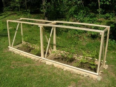 Berry Patch Layout Garden Ideas, Garden Cages, Plant Houses, Grow Foods, Growing Berries, Blueberry Gardening, Fruit Growing, Edible Landscape, Berry Patch