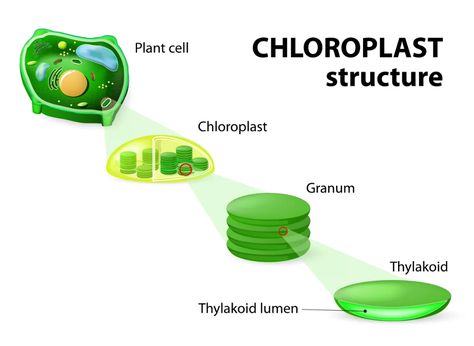 Photosynthesis for Kids | LoveToKnow Chloroplast Structure, Animals As Food, Plant Cell Diagram, Cell Diagram, Biology Plants, Stem Plant, Biology Revision, Plant Cells, Plant Physiology