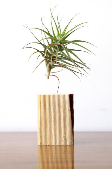 Terrarium Craft, Tillandsia Terrarium, Plant Stand Wood, Zen Office, Modern Terrarium, Terrarium Supplies, Air Plants Care, Tillandsia Air Plant, Air Plant Holder