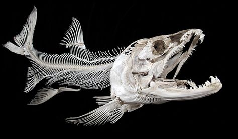 house-of-charnel: coho salmon Salmon Skeleton, Coho Salmon, Skull Reference, Skeleton Anatomy, Fish Skeleton, Animal Skeletons, Vulture Culture, Animal Bones, Animal Skulls