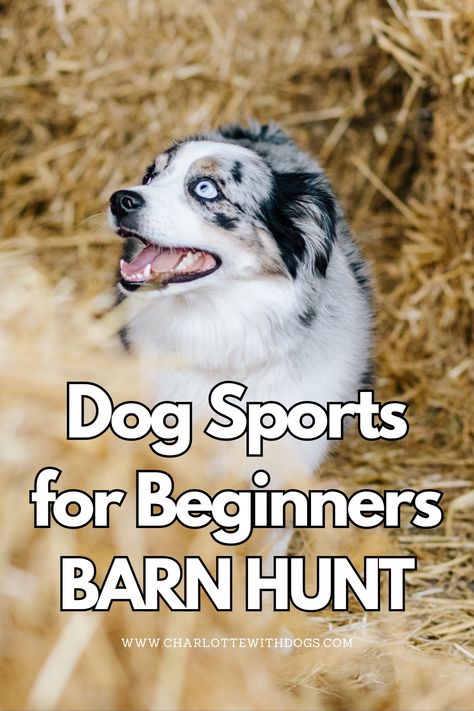 Discover the basics of Barn Hunt, a thrilling dog sport perfect for beginners. Female Dog In Heat, Dog Behaviorist, Dog Commands, Dog Sports, Reactive Dog, Dog Enrichment, Dog Training Classes, Dog Exercise, Dog Brain