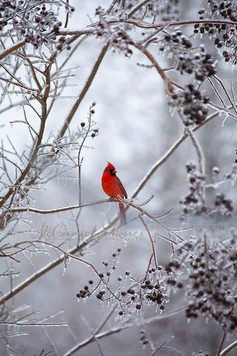 Cardinal Birds Art, Bird Watercolor Paintings, Bare Tree, Winter Images, Cardinal Bird, Winter Background, Winter Bird, Winter Animals, Cardinal Birds