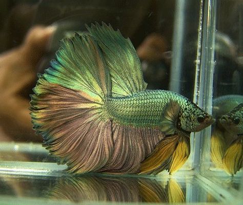 Crowntail Betta Fish | Betta pair...very unique! - GTA Aquaria Forum - Aquarium Fish ... Mustard Gas, Face Inspiration, Betta Fish Types, Fish Keeping, Betta Fish Care, Cele Mai Drăguțe Animale, Betta Tank, Betta Fish Tank, Beta Fish