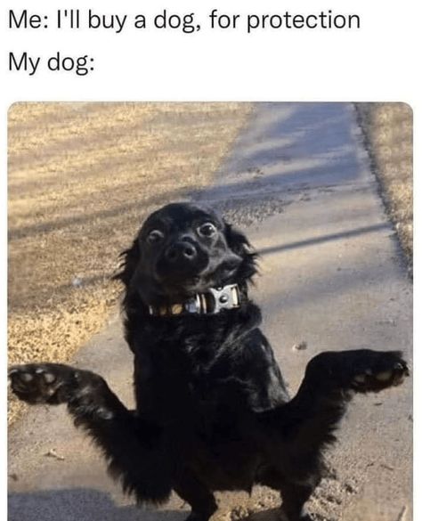 Dog Snapchats, Very Cute Dogs, Funny Dog Memes, Funny Dog Pictures, Funny Animal Jokes, Silly Animals, Dog Obedience, Funny Animal Memes, Animal Jokes