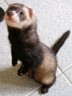 Ferrets are playful, active, curious and loving. They make wonderful pets, but before you fall in love with one at a pet store or rush off to get one after talking to a delighted ferret owner, there are a few things that you must consider. Baby Ferrets, Funny Ferrets, A Ferret, Pet Ferret, Cute Ferrets, Cute Creatures, Exotic Pets, Animal Photo, Cute Little Animals