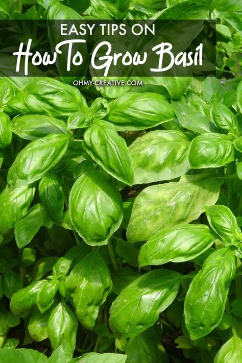 Simple tips on how to grow basil in the garden as well as tips for growing basil indoors. Learn ways to add the savory flavors of basil to many recipes. OHMY-CREATIVE.COM #basil #howtogrowbasil Basil Growing, Growing Basil Indoors, Artichoke Appetizer, Grow Basil, Grilled Chicken Wraps, Best Herbs To Grow, Growing Herbs Indoors, Growing Bulbs, Growing Basil