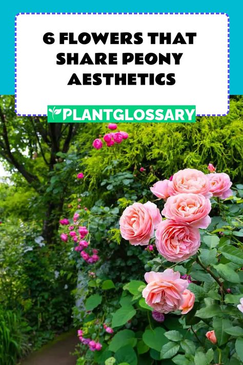 6 Flowers That Share Peony Aesthetics Thornless Roses, Ranunculus Asiaticus, Camellia Plant, Peony Care, Persian Buttercup, Dianthus Caryophyllus, Tuberous Begonia, Planting Peonies, Types Of Roses