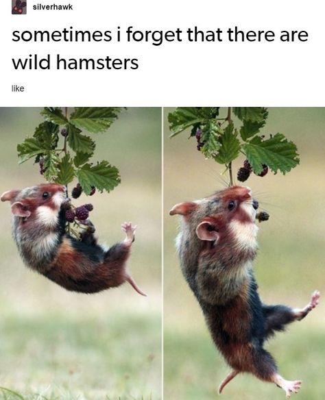 Regard Animal, Mouse King, Funny Tumblr Posts, Funny Animal Memes, Cute Creatures, Rodents, Funny Animal Pictures, An Animal, Cute Little Animals