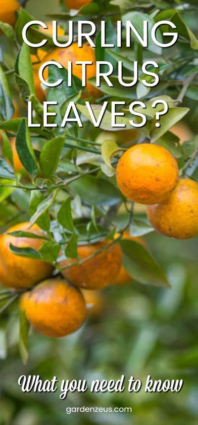 Growing Lemon Trees, Indoor Cactus Plants, Fruit Trees In Containers, Growing Citrus, Meyer Lemon Tree, Growing Fruit Trees, Citrus Plant, Lemon Trees, Tree Garden