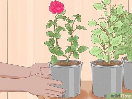 How to Grow Long Stem Roses at Home (with Pictures) - wikiHow Long Stem Roses, Best Roses, Growing Roses, Hybrid Tea Roses, Tea Roses, Large Flowers, How To Grow, Cut Flowers, To Grow