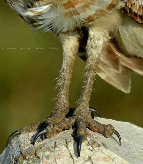 Owl feet Owl Legs, Owl Talons, Owl Man, Leg Reference, Feet Drawing, Cotton Toys, Animal Studies, Leg Painting, Burrowing Owl