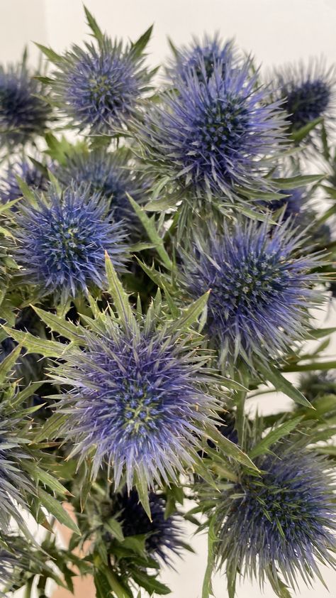 Color: Thistle Blue eryngo Blue Thistle Flower, Thistle Blue, Purple Thistle, Flower Calendar, Blue Thistle, Favourite Flowers, Thistle Flower, Favorite Flowers, Blue Purple