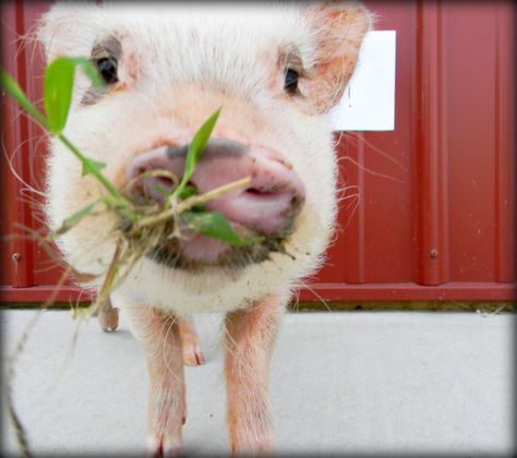 Mini pigs love food, and there are tons of mini pig treats including Cheerios, fruits, and veggies. Here is a list of Oscar's favorite mini pig treats. Mini Pig Food, Pig Treats, Barnyard Dance, Pig Facts, Pig Ideas, Pigs Eating, Micro Pigs, Pig Food, Pot Belly Pigs