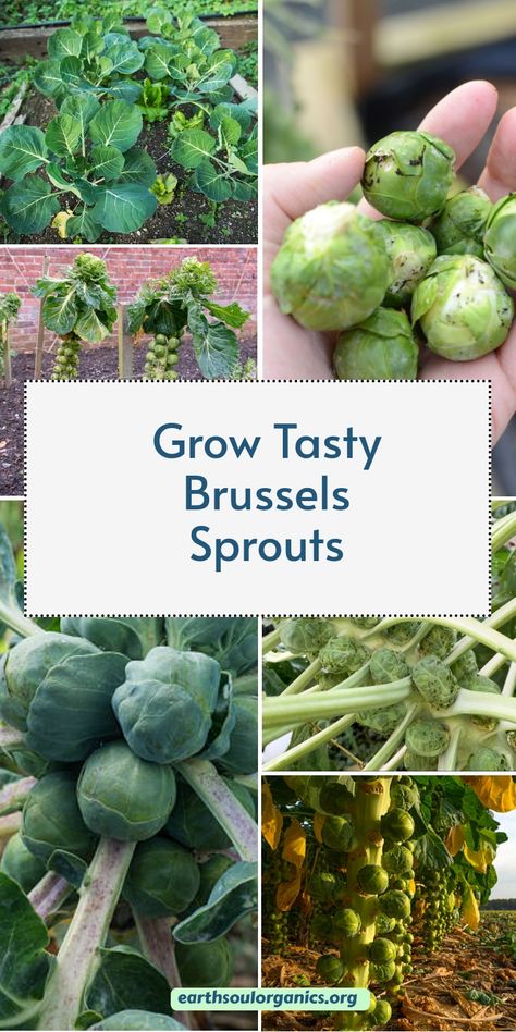 Want delicious Brussels sprouts? Follow our guide to ensure your sprouts are tasty and nutritious, with all the best practices for soil and sun! #TastyVeggies #HomeGardening #YummySprouts Growing Brussels Sprouts, Brussel Sprout Plant, Growing Kale, Cabbage Worms, Plant Zones, Starting Seeds Indoors, Brussels Sprout, Green Veggies, Winter Plants