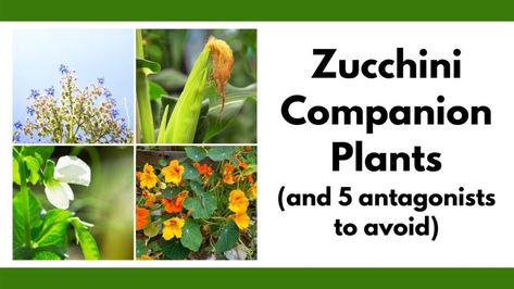 Do you need help with companion plants for zucchini? Discover the best companion plants for zucchini so you can get bigger yields from less space in your garden! Companion planting can also help control pests organically, prevent weeds, and save water. Click through to discover companion plants for zucchini and 5 zucchini antagonists to not plant near zucchini. Zucchini Companion Plants, Best Companion Plants, Garden Companion Planting, Companion Plants, Veg Garden, Companion Planting, All About Plants, Save Water, Pest Control