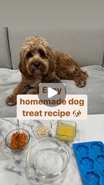 Pedro The Cockapoo on Instagram: "Easy dog treat recipe:  Mix: 1. Melted peanut butter 2. Apple puree 3. Mashed sweet potato  4. Oats  Mix it well and add to a silicone tray Freeze it And let your doggo enjoy 🐶 . .. #cockapoo #cockapoodaily #cockapoopuppy #cockapoolife #cockapooofinstagram #cockapooworld #cockapoooftheday #cockapoodog #dogsofinstagram #dogsofcanada #dogsofindia #torontodogs #photography #petphotography #cockapoosoftheworld #cockapoomoments #cockapoomom #instagram #instagood #instadaily #instadog #dogrecipes #dogtreatrecipe #dogtreats #dogtreatrecipies #dogtreats #homemadedogrecipe #homemaderecipe #homemadedogtreats #homemadedogtreat #homemadedogfood" Puppy Recipes, Melted Peanut Butter, Foods Dogs Can Eat, Apple Puree, Mashed Sweet Potato, Pets Food, Dog Treat Recipe, Easy Dog Treat Recipes, Homemade Eggnog