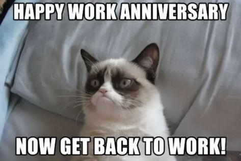 Work Anniversary Meme, Anniversary Memes, Work Anniversary Quotes, Happy Work Anniversary, Anniversary Quotes Funny, Environment Facts, Work Anniversary, Twitter Funny, Get Back To Work