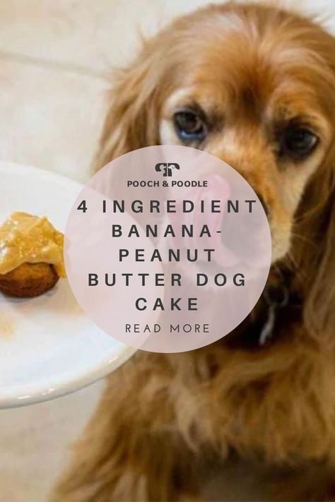 4 Ingredient Banana-Peanut Butter Dog Cake Dog Cake Recipes Easy, Dog Cake Easy Recipe, Banana Dog Cake Recipe, Banana Cake For Dogs, Cakes For Dogs Birthday, Peanut Butter Dog Cake Recipe, Peanut Butter Dog Cake, Cake Recipes For Dogs, Banana Dog Cake