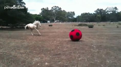 Playing Horse Soccer Ball GIF - PlayingHorse Horse SoccerBall - Discover & Share GIFs Horse Gif, Horse Playing, Play Horse, Horse Horse, Soccer Ball, Animated Gif, Cool Gifs, Soccer, Cute Animals