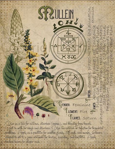 Witches Book Of Shadows, Journal Witchcraft, Witches Book, Magickal Herbs, Witch Herbs, Magia Das Ervas, Buku Harry Potter, Magic Herbs, Magical Herbs