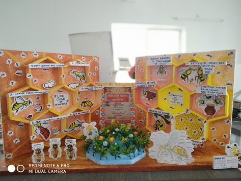 Project on life cycle of honey bee. For science exhibition.. attractive for children Honey Bee Science Fair Project, Honey Bee Life Cycle Project, Bee School Project, Bee Science Fair Projects, Bee Cycle Life, Bee Projects For Preschool, Life Cycle Of Honey Bee, Bee Life Cycle Craft, Preschool Bug Theme