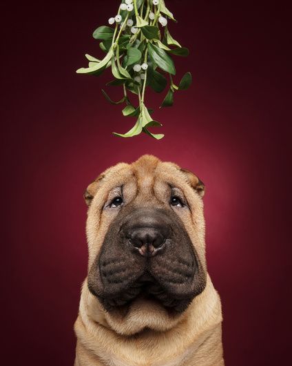 "Kiss Me Under The Mistletoe" by Rhiannon Buckle #fstoppers #Pets #dog #petphotography #dogphotography #studiophotography #christmasphotoshoot #creativelighting Pet Christmas Pictures, Christmas Dog Photography, Christmas Pet Photos, Holiday Pet Photos, Dog Christmas Photos, Dog Christmas Pictures, Christmas Dog Treats, Merry Christmas Dog, Dog Xmas