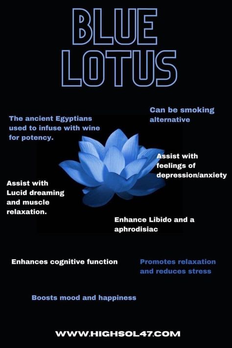 Blue Lotus Flower Magical Properties, Blue Lotus Magical Properties, Blue Lotus Flower Benefits, Egyptian Lotus Tattoo, Lotus Benefits, Egyptian Blue Lotus Flower, Egyptian Water Lily, Herbal Monographs, Blue Lotus Tattoo