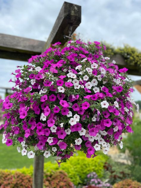 Recipe idea for next year…Supertunia Vista Jazzberry and Supertunia Vista Silverberry make a nice pair - the Jazzberry color brings out the color in the throat of Silverberry. By Dave Konsoer, vF 7-28-22 Supertunia Vista Jazzberry, Annabelle Hydrangea, Wandering Jew, Growing Fruit Trees, Container Garden Design, Flower Baskets, Flower Gardening, Growing Fruit, Container Garden