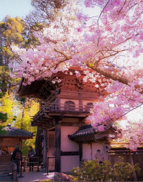 Japanese Tea Garden, Golden Gate Park Todays California Photo! - by cali__v Japanese Tea Aesthetic, Japanese Garden San Francisco, Japanese Tea Garden San Antonio, Sakura Garden Japan, Japanese Tea Garden San Francisco, Sakura Season Japan, Japanese Tea Garden, California Photos, Golden Gate Park