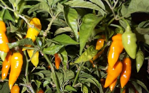 This article if for people who have purchased Datil Pepper seeds from our store. To those with a green thumb, these peppers are very fun to raise from seed, you can buy some here. Thanks for your recent purchase of Datil Pepper seeds. To ensure your success with these plants I have assembled the following… Growing Jalapenos, Homemade Insecticide, Datil Pepper, Growing Peppers, Easy Vegetables To Grow, Jalapeno Peppers, Planting Pots, Pepper Plants, Patio Plants