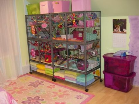 Ferret Nation? Ferret Nation Cage Ideas, Diy Ferret Cage Homemade, Big Ferret Cage, Custom Ferret Cage, Ferret Nation Cage Liners Diy, Cool Hamster Cages, Pet Rat Cages, Guinea Pig Hutch, Diy Guinea Pig Cage