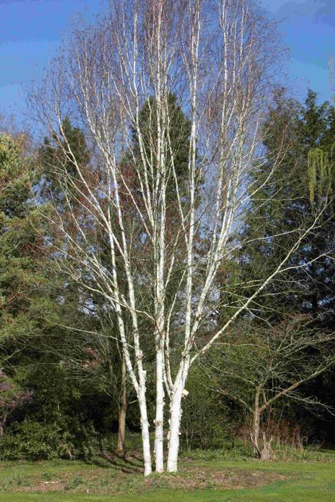 5ft Multi Stem 'Snow Queen' Himalayan Birch Tree | 12L Pot | Betula utilis var. jacquemontii 'Snow Queen' | By Frank P Matthews™ Stem Snow, Betula Utilis, Growth Height, Tree Stakes, Large Trees, Yellow Autumn, Family Garden, Ornamental Trees, Fence Ideas