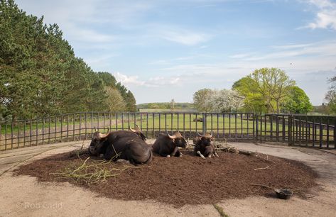 https://www.zoochat.com/community/media/gaur-whipsnade-07-may-2016.327032/full?lightbox=1&update=1465295885 Zoo Boo, Light Box, Media