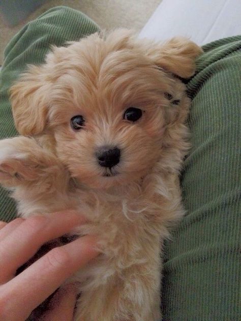 Cute Cockapoo, Poodle Cute, Cockapoo Puppy, Puppy Heaven, Puppy Wallpaper, Beautiful Kittens, Cockapoo Puppies, Dog Cuts, Cute Animals Puppies